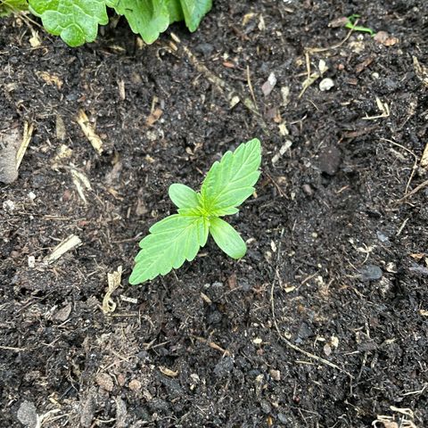 Hyperion F1 #1 growlog timeline photo