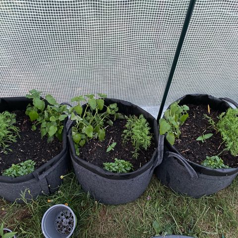 Hyperion F1 #1 growlog timeline photo