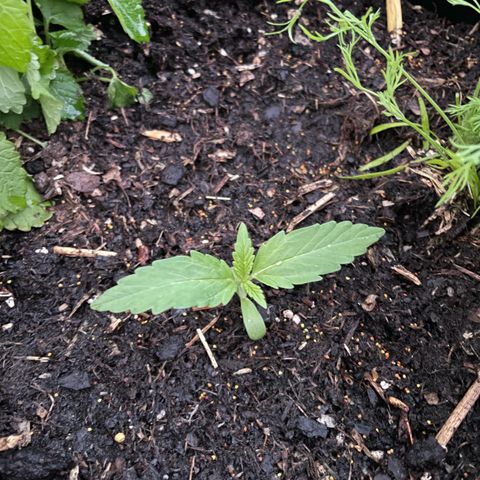 Hyperion F1 #1 growlog timeline photo