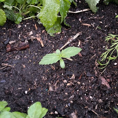 Hyperion F1 #2 growlog timeline photo