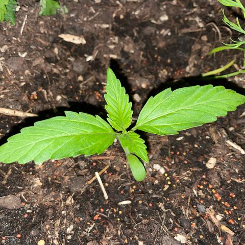 Hyperion F1 #1 growlog timeline photo