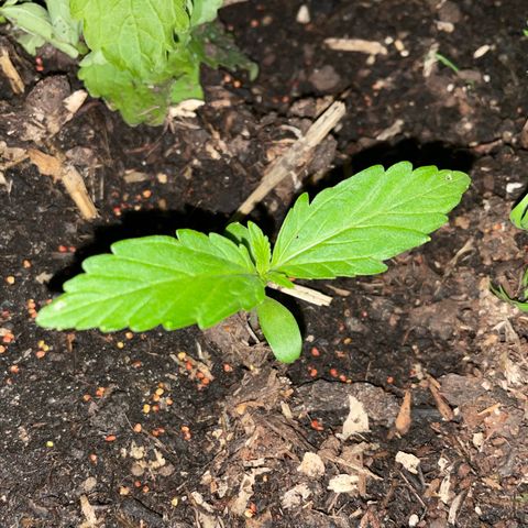 Hyperion F1 #2 growlog timeline photo