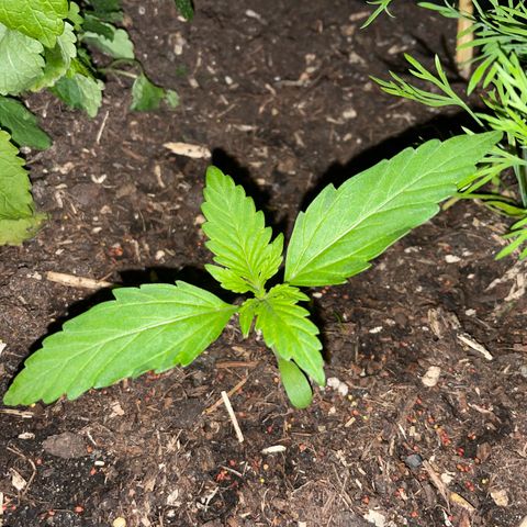 Hyperion F1 #1 growlog timeline photo