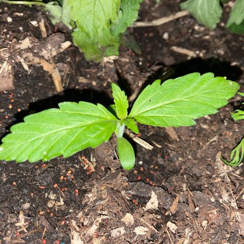 Hyperion F1 #2 growlog timeline photo