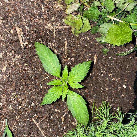 Hyperion F1 #1 growlog timeline photo