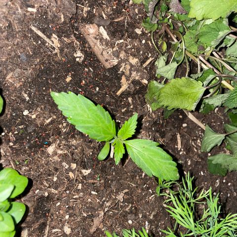 Hyperion F1 #2 growlog timeline photo