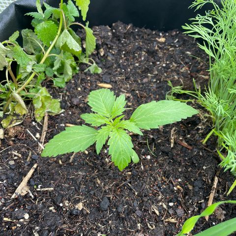 Hyperion F1 #1 growlog timeline photo