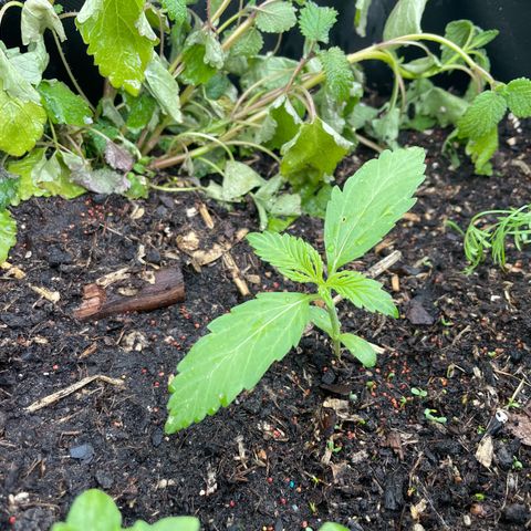 Hyperion F1 #2 growlog timeline photo