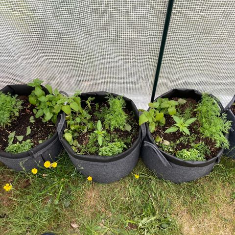 Hyperion F1 #1 growlog timeline photo