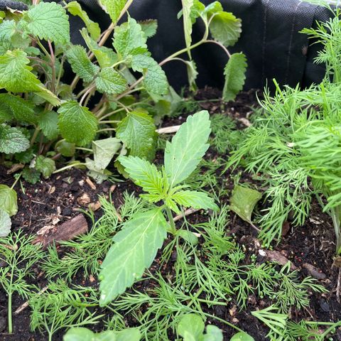 Hyperion F1 #2 growlog timeline photo