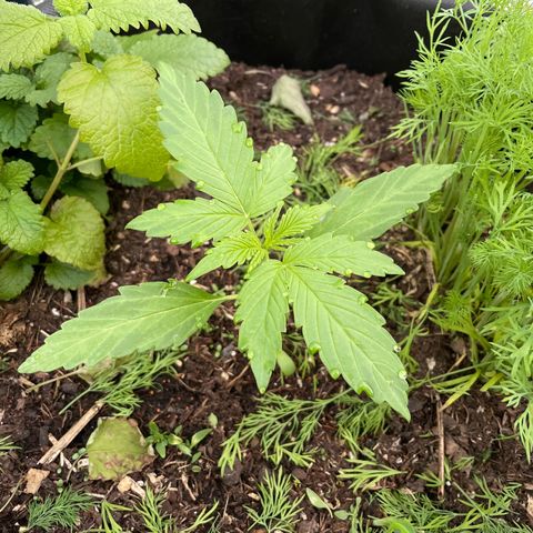 Hyperion F1 #1 growlog timeline photo