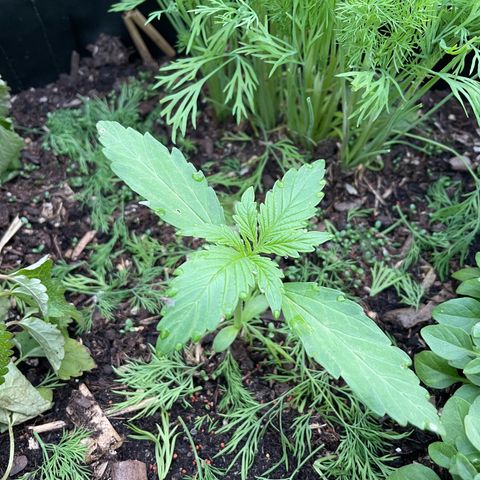 Hyperion F1 #2 growlog timeline photo