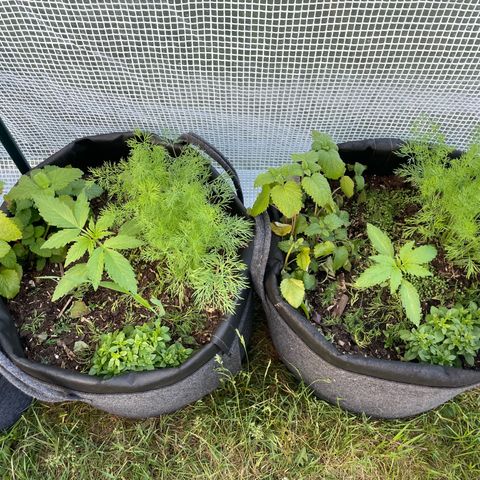 Hyperion F1 #1 growlog timeline photo