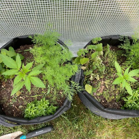 Hyperion F1 #1 growlog timeline photo