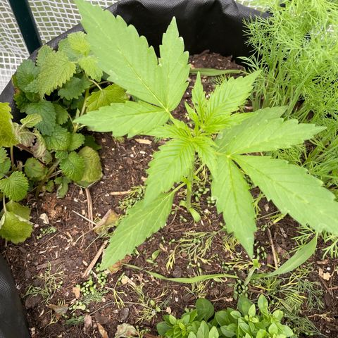 Hyperion F1 #1 growlog timeline photo