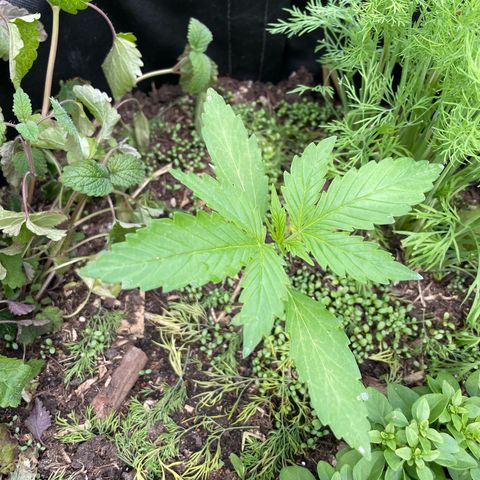 Hyperion F1 #2 growlog timeline photo