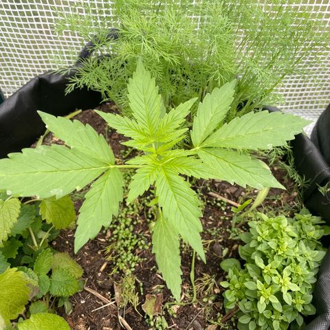 Hyperion F1 #1 growlog timeline photo
