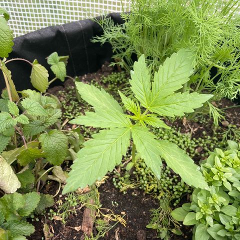 Hyperion F1 #2 growlog timeline photo