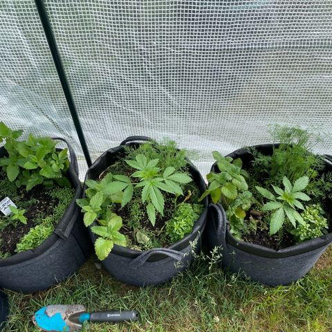 Hyperion F1 #1 growlog timeline photo