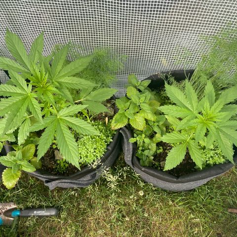 Hyperion F1 #1 growlog timeline photo