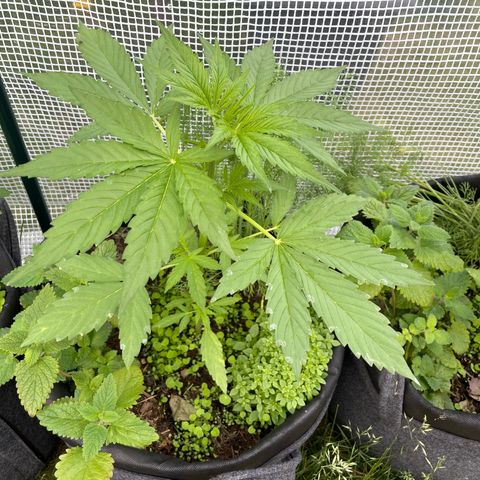 Hyperion F1 #1 growlog timeline photo