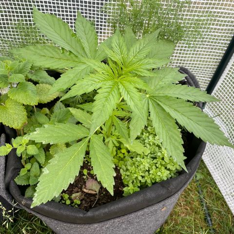 Hyperion F1 #2 growlog timeline photo