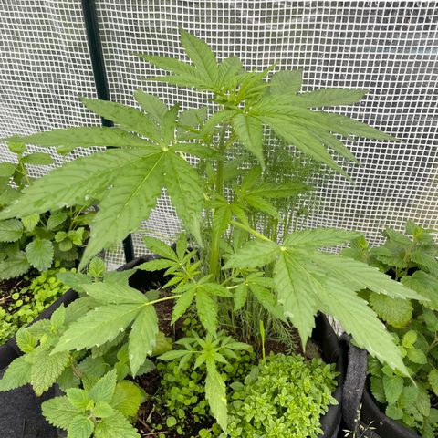 Hyperion F1 #1 growlog timeline photo