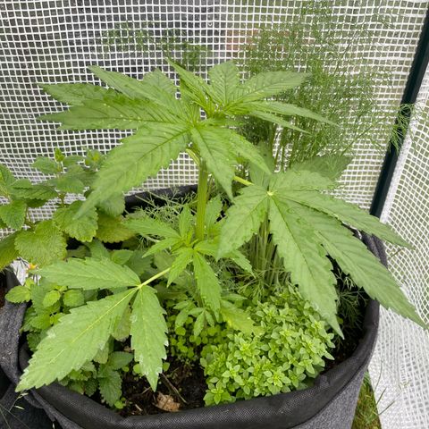 Hyperion F1 #2 growlog timeline photo