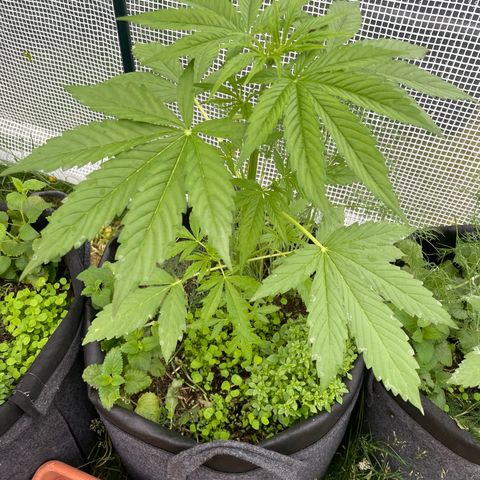 Hyperion F1 #1 growlog timeline photo