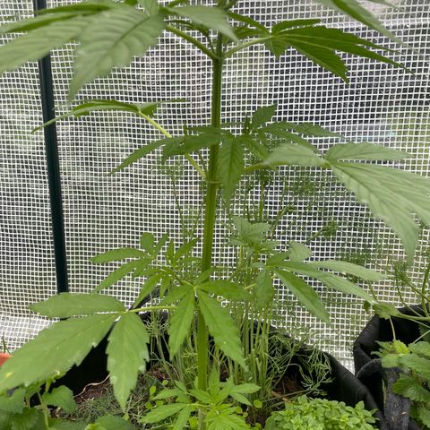 Hyperion F1 #1 growlog timeline photo
