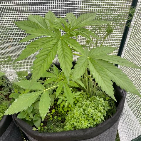 Hyperion F1 #2 growlog timeline photo