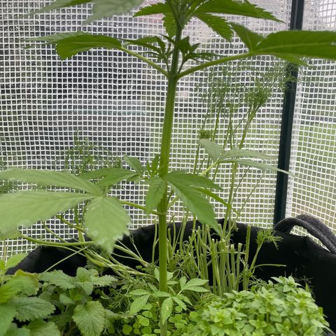 Hyperion F1 #2 growlog timeline photo
