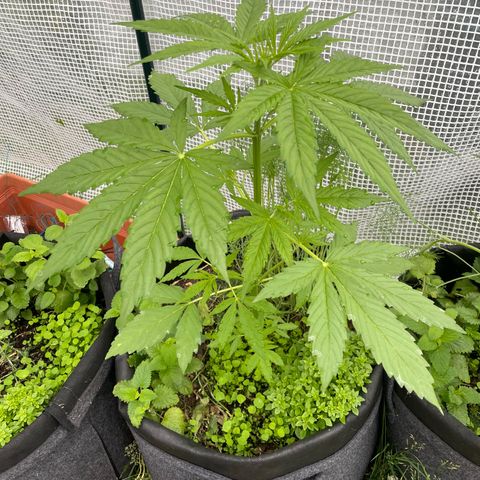 Hyperion F1 #1 growlog timeline photo