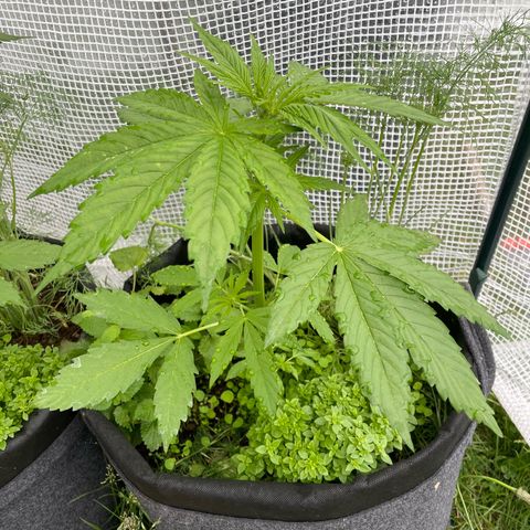 Hyperion F1 #2 growlog timeline photo