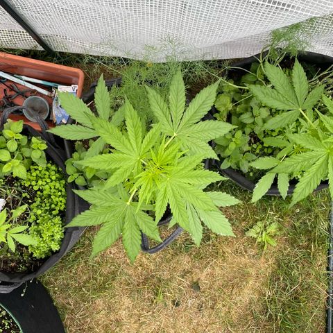 Hyperion F1 #1 growlog timeline photo