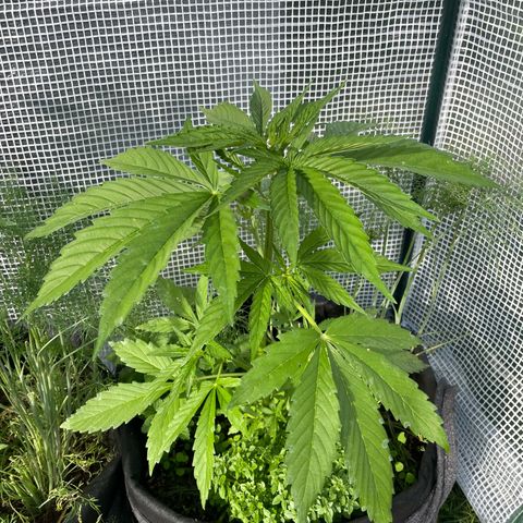 Hyperion F1 #2 growlog timeline photo