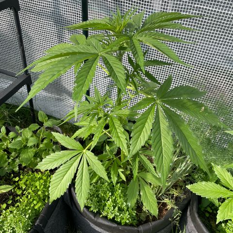 Hyperion F1 #1 growlog timeline photo