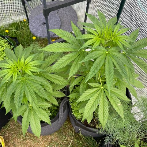 Hyperion F1 #1 growlog timeline photo