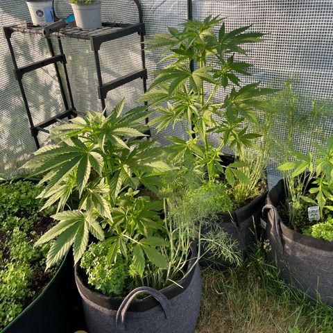 Hyperion F1 #1 growlog timeline photo