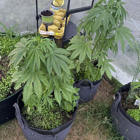 Hyperion F1 #1 growlog timeline photo