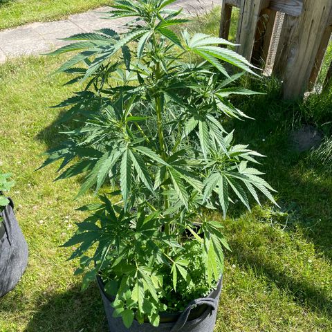 Hyperion F1 #1 growlog timeline photo