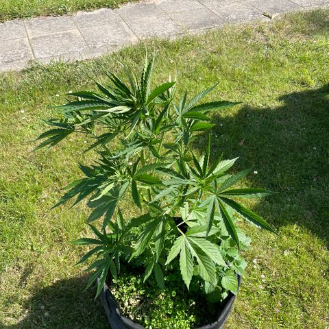Hyperion F1 #2 growlog timeline photo