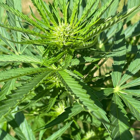 Hyperion F1 #1 growlog timeline photo