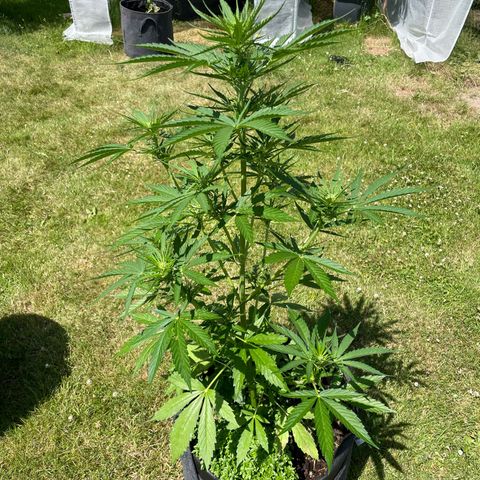 Hyperion F1 #1 growlog timeline photo