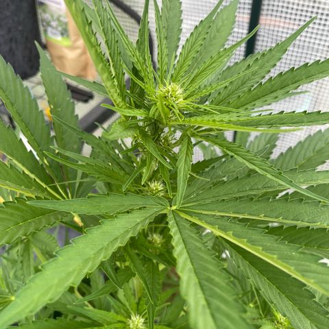 Hyperion F1 #1 growlog timeline photo