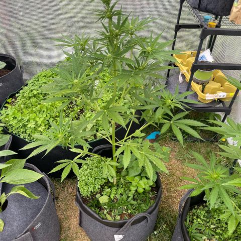 Hyperion F1 #1 growlog timeline photo