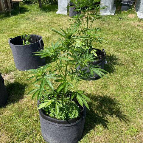 Hyperion F1 #2 growlog timeline photo
