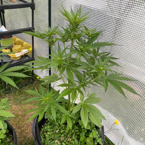 Hyperion F1 #2 growlog timeline photo
