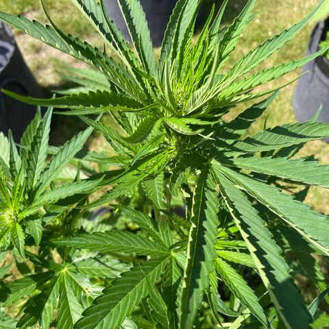 Hyperion F1 #2 growlog timeline photo