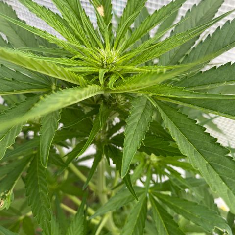 Hyperion F1 #2 growlog timeline photo